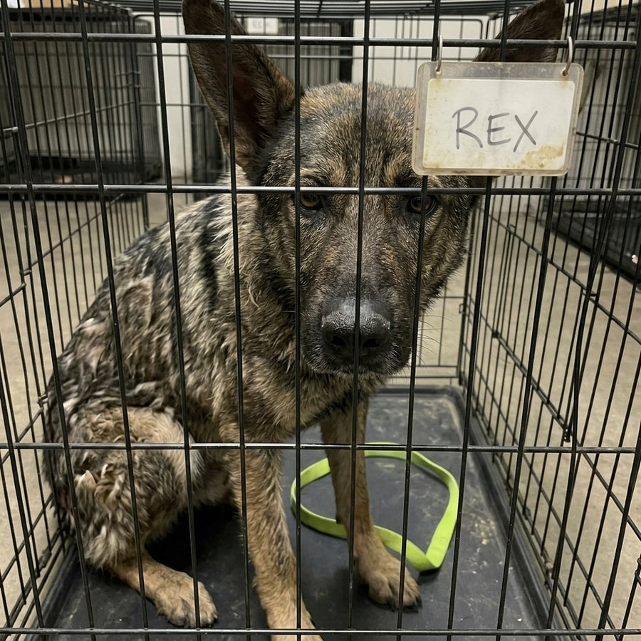 Rex Support